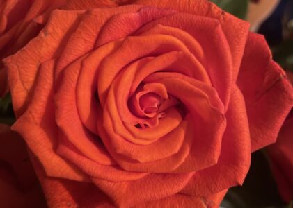 Blooming Insights: Navigating Life’s Thorny Paths Amongst Beautiful Roses