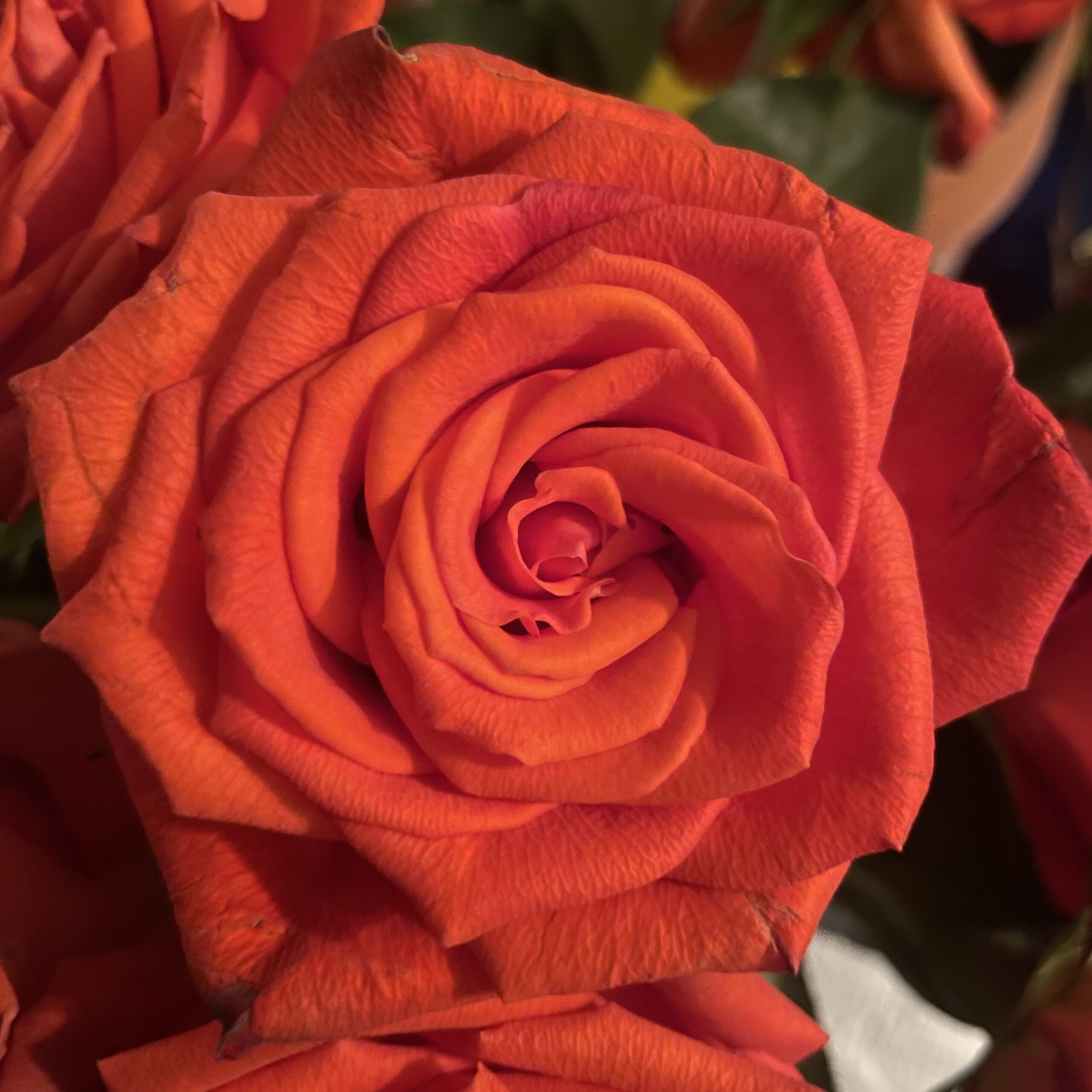 Blooming Insights: Navigating Life’s Thorny Paths Amongst Beautiful Roses