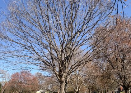 What Love Actually Is: A Meditation on Presence, Grief, and Totality