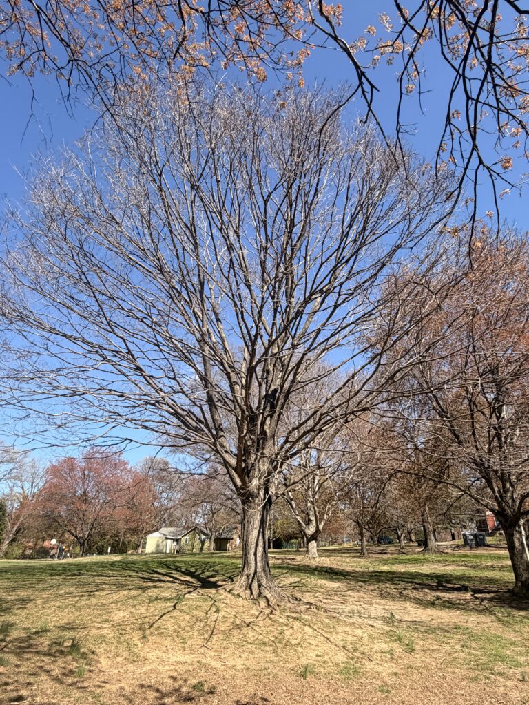 Bare tree with intricate branches reaching toward blue sky in park, with pink cherry blossoms blooming on distant trees in background